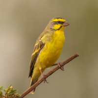 Yellow-fronted Canary